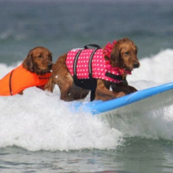 ❤️ Dog life jacket/ life preserver Peace Sign - Picture 3 of 3